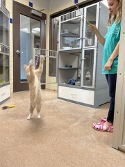 Humane Society Cats3